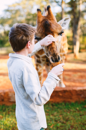 Young teenage boy feeding giraffes in Africaの写真素材