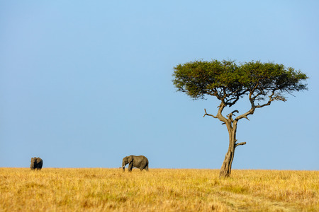 Elephants in safari park in Kenya Africaの写真素材