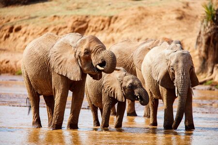 Wild elephants at riverbed drinking waterの写真素材