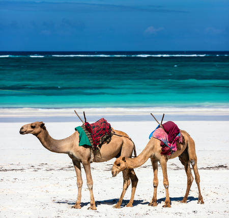 Camel on beautiful tropical beach in Kenya Africaの写真素材