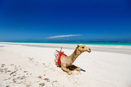 Camel on beautiful tropical beach in Kenya Africaの写真素材