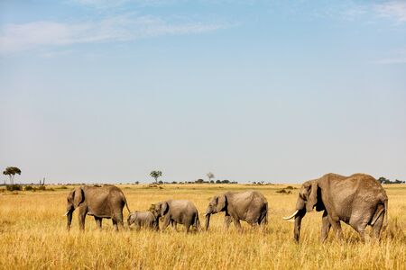 Elephants in safari park in Kenya Africaの写真素材