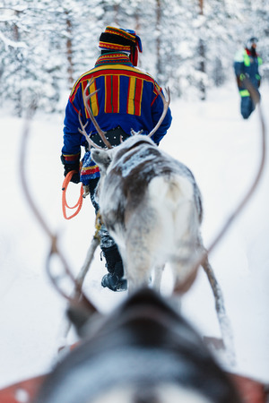 Reindeer in a winter forest in Finnish Laplandの写真素材
