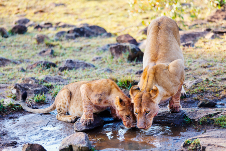 Close up lions mother and her cub drinking water in Masai Mara national reserve in Kenyaの写真素材