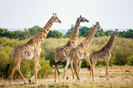 Giraffes in Masai Mara safari park in Kenya Africaの写真素材