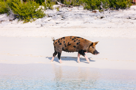 Pig at tropical beach on Exuma island Bahamasの写真素材