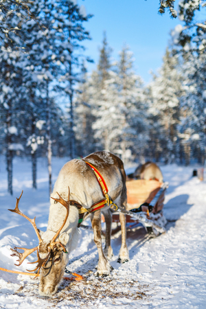 Reindeer safari in a winter forest in Finnish Laplandの写真素材
