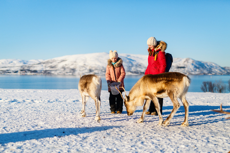 Family of mother and her daughter outdoors feeding reindeers on sunny winter day in Northern Norwayの写真素材