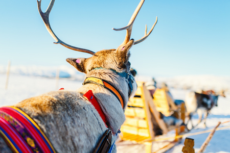 Close up of reindeer pulling a sledge Northern Norway on sunny winter dayの写真素材