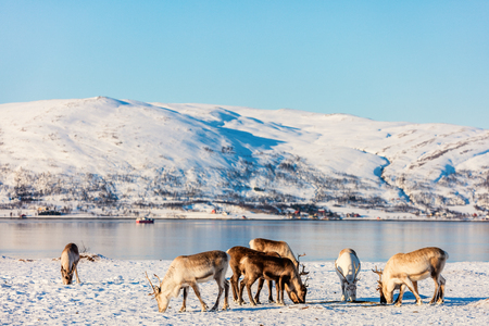Reindeers in Northern Norway with breathtaking fjords scenery on sunny winter dayの写真素材