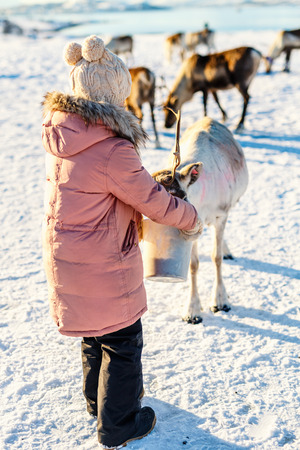 Little girl feeding reindeer on sunny winter day in Northern Norwayの写真素材