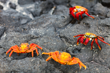 Sally lightfoot crabs on a black lava rockの写真素材
