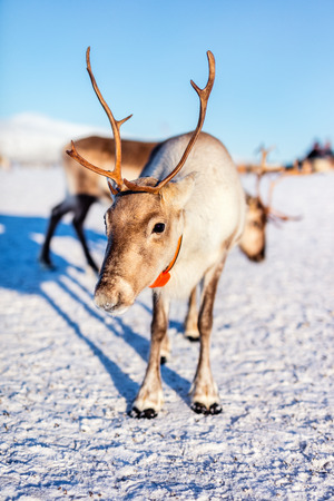 Reindeer in Northern Norway on sunny winter dayの写真素材