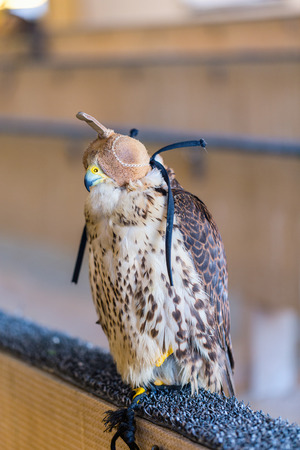 Peregrine falcon for sale at the Falcon Souq market in Dohaの写真素材