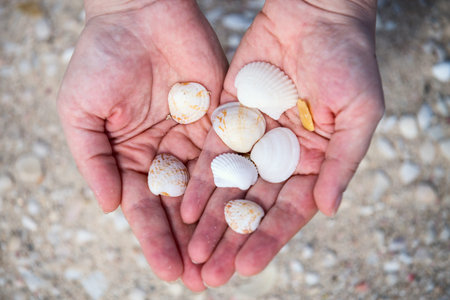 Close up of woman hand holding variety of beautiful sea shells