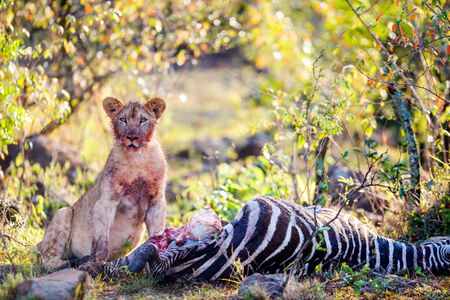 Young lion cub feeding on zebra in Masai Mara park in Kenyaの写真素材