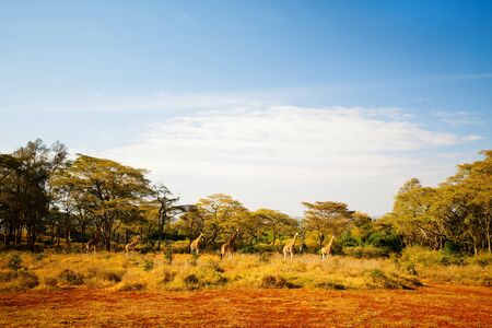 Giraffes in safari park in Kenya Africaの写真素材