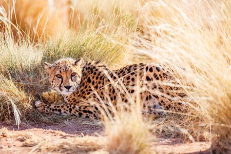 Close up of beautiful cheetah outdoor in natural environmentの写真素材