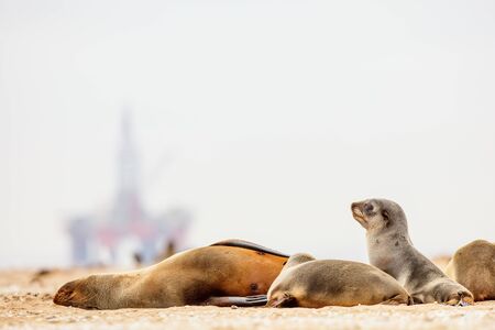 Baby seal at Pelican point coast in Namibiaの写真素材