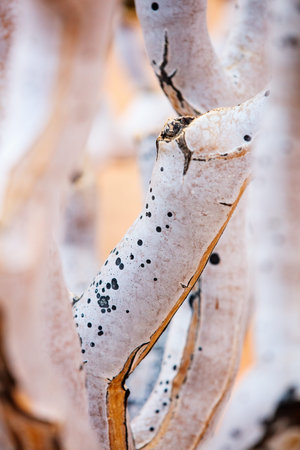 Close up texture of quiver tree