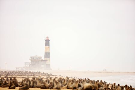 Seal colony at Pelican point coast at Walvis bay in Namibiaの写真素材