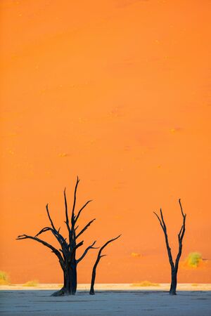 Dead camelthorn trees against red dunes early in the morning in Deadvlei Namibiaの写真素材