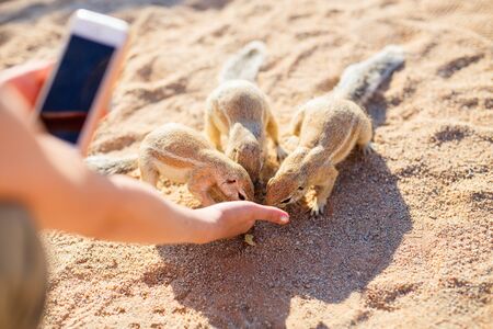 Close up of little girl taking photo of ground squirrels while feeding themの写真素材