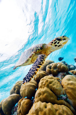 Hawksbill sea turtle swimming at coral reef in tropical ocean in Maldivesの写真素材