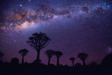 Night landscape of quiver tree forest near Keetmanshoop in Namibia