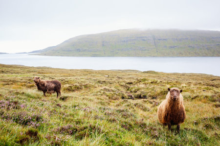 Sheep in Faroe Islands Europe