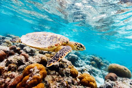 Hawksbill sea turtle swimming at coral reef in tropical ocean in Maldivesの写真素材