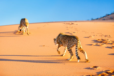 Beautiful cheetah outdoor on red sand dune early in the morning at Namib desert