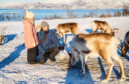 Family of father and his daughter outdoors feeding reindeers on sunny winter day in Northern Norwayの写真素材