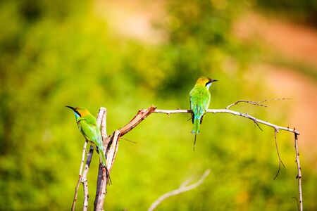 Lilac breasted roller birds (Coratias caudata) in Udawalawe National Park, Sri Lankaの写真素材