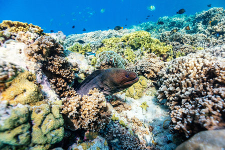 Beautiful colorful coral reef and tropical fish underwater in Maldives