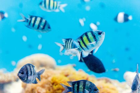 Beautiful colorful coral reef and tropical fish underwater in Maldivesの写真素材