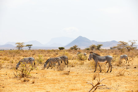 Zebras in safari park in Kenya
