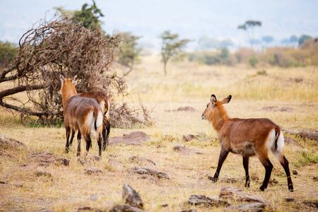 Waterbuck antelopes in Masai Mara safari park in Kenyaの写真素材