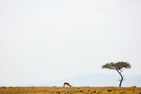 Springbok antelopes in Masai Mara safari park in Kenyaの写真素材