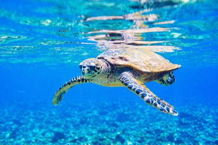 Hawksbill sea turtle swimming in Indian ocean in Seychelles
