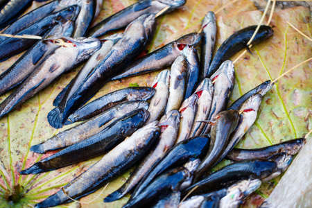 Fresh fish at seafood marketの写真素材