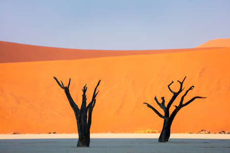 Dried out camelthorn trees against red dunes and blue sky early in the morning in Deadvlei Namibiaの写真素材