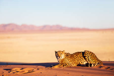 Beautiful cheetah outdoor on red sand dune early in the morning at Namib desertの写真素材