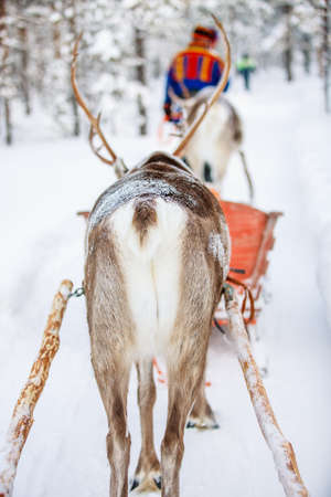 Back view of reindeer on safari in a winter forest in Finnish Laplandの写真素材