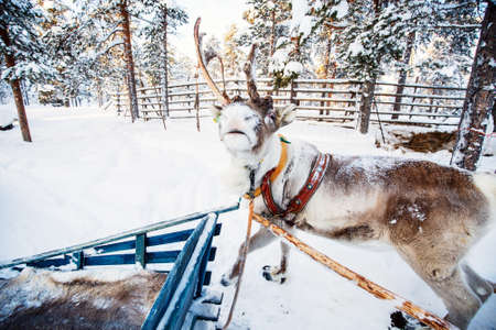 Reindeer safari in a winter forest in Finnish Laplandの写真素材