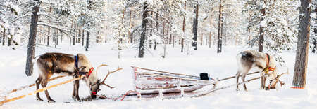 Panorama of reindeer safari in a winter forest in Finnish Laplandの写真素材