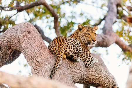 Beautiful male leopard on a tree in South Africaの写真素材