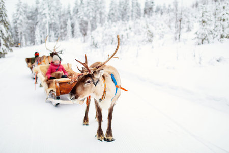 Teenage kids on reindeer safari in winter forest in Lapland Finland