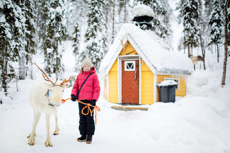 Adorable pre-teen girl walking with white reindeer in winter forest in Lapland Finlandの写真素材