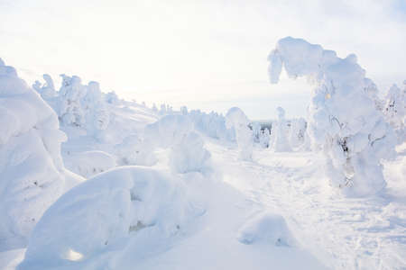 Majestic winter landscape with snow covered trees in Lapland Finlandの写真素材